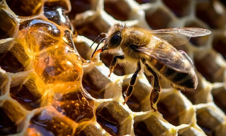 Σεμινάριο-για-μελισσοκόμους-στην-Καλαμπάκα