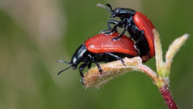 7-πράγματα-που-πρέπει-όλοι-να-γνωρίζουμε-για-το-σεξ-σύμφωνα-με-τους-ειδικούς