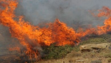 Τσουχτερό-πρόστιμο-για-πυρκαγιά-στην-Οιχαλία-του-δήμου-Φαρκαδόνας