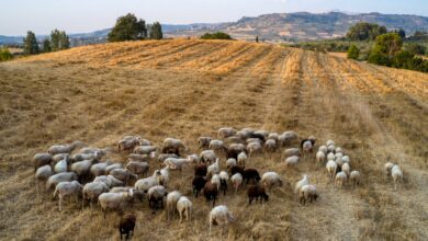 Πανώλη-στα-αιγοπρόβατα:-Αποζημίωση-250-ευρώ-ανά-ζώο-που-θανατώθηκε,-εξήγγειλε-ο-Τσιάρας