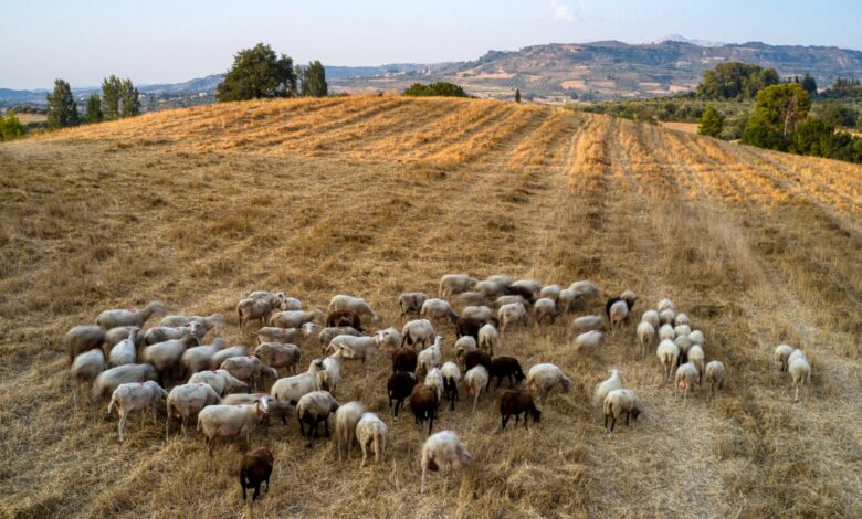 Πανώλη-στα-αιγοπρόβατα:-Αποζημίωση-250-ευρώ-ανά-ζώο-που-θανατώθηκε,-εξήγγειλε-ο-Τσιάρας