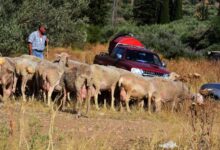 eυλογιά:-Δεκαήμερο-κλείσιμο-των-σφαγείων-για-τα-αιγοπρόβατα-σε-όλη-τη-χώρα