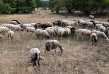 Ευλογιά-των-προβάτων:-Ξεκίνησε-έρευνα-για-την-αιτία-της-εξάπλωσης