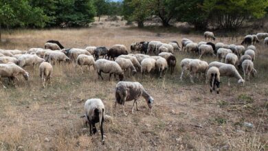 Ευλογιά-των-προβάτων:-Ξεκίνησε-έρευνα-για-την-αιτία-της-εξάπλωσης