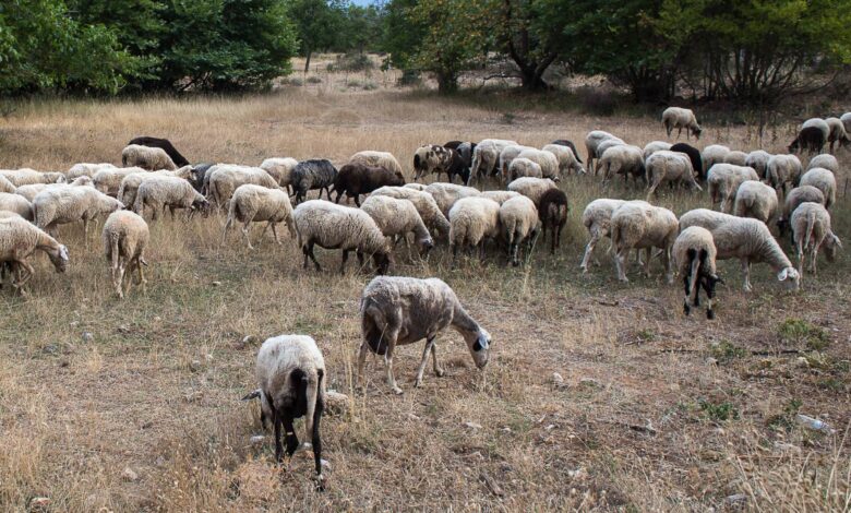 Ευλογιά-των-προβάτων:-Ξεκίνησε-έρευνα-για-την-αιτία-της-εξάπλωσης