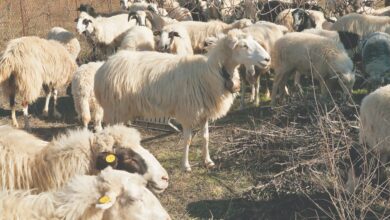 Ξεπέρασαν-τις-29.000-οι-θανατώσεις-ζώων-λόγω-της-ευλογιάς