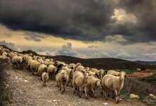 Τα-μέτρα-της-Γενικής-Διεύθυνσης-Κτηνιατρικής-του-ΥΠΑΑΤ-για-την-ευλογιά-έως-22-Νοεμβρίου