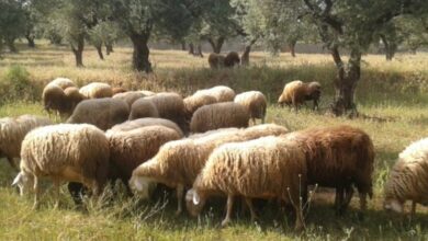 ΥΠΑΑΤ:-Έως-τις-22-Νοεμβρίου-παρατείνονται-τα-μέτρα-για-τον-περιορισμό-της-ευλογιάς