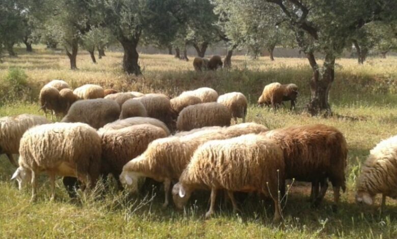 ΥΠΑΑΤ:-Έως-τις-22-Νοεμβρίου-παρατείνονται-τα-μέτρα-για-τον-περιορισμό-της-ευλογιάς