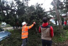 Προβλήματα-από-τους-ισχυρούς-ανέμους-–-Πτώσεις-δέντρων-και-απαγορευτικό-απόπλου-από-λιμάνια