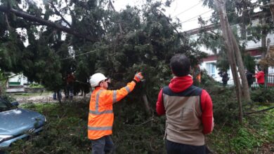 Προβλήματα-από-τους-ισχυρούς-ανέμους-–-Πτώσεις-δέντρων-και-απαγορευτικό-απόπλου-από-λιμάνια