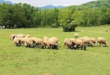 Λαϊκή-Συσπείρωση-Θεσσαλίας:-Στο-πλευρό-των-αγωνιζόμενων-γεωργών-και-κτηνοτρόφων-για-επιβίωση-και-δικαιοσύνη