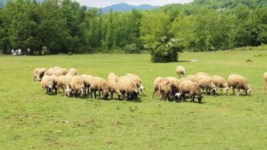 Λαϊκή-Συσπείρωση-Θεσσαλίας:-Στο-πλευρό-των-αγωνιζόμενων-γεωργών-και-κτηνοτρόφων-για-επιβίωση-και-δικαιοσύνη