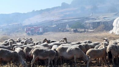 Ηράκλειο:-Απαγορεύεται-από-την-Τρίτη-η-σφαγή-αιγοπροβάτων-λόγω-κρουσμάτων-ευλογιάς