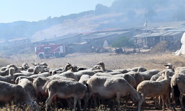 Ηράκλειο:-Απαγορεύεται-από-την-Τρίτη-η-σφαγή-αιγοπροβάτων-λόγω-κρουσμάτων-ευλογιάς