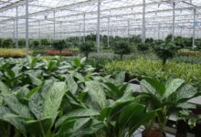 Επιμελητήριο-Τρικάλων:-Με-150-εκ.-ευρώ-δημόσια-δαπάνη-ξεκινά-το-πρόγραμμα-ενίσχυσης-θερμοκηπιακών-καλλιεργειών