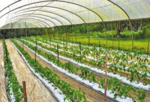 Θερμοκήπια-με-επιδότηση-έως-70%-και-στα-Τρίκαλα-–-Ξεκινούν-οι-αιτήσεις-23-Ιουνίου