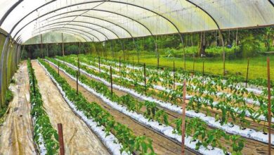 Θερμοκήπια-με-επιδότηση-έως-70%-και-στα-Τρίκαλα-–-Ξεκινούν-οι-αιτήσεις-23-Ιουνίου