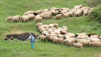 Τέλος-τα-μακρινά-βοσκοτόπια-–-πρώτο-μέτρο-μετά-το-σκάνδαλο-του-ΟΠΕΚΕΠΕ