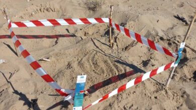 Εμφανίστηκαν-οι-πρώτες-φωλιές-caretta-–-caretta-στην-Ηλεία:-Όλα-όσα-πρέπει-να-γνωρίζετε-για-την-προστασία-αυτής-της-μοναδικής-χελώνας
