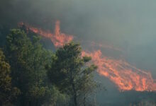 Συνελήφθη-73χρονος-εμπρηστής-στη-Βοιωτία-–-Έβαλε-φωτιά-σε-δυο-διαφορετικά-σημεία