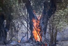 Φωτιά-στο-Λασίθι:-Ισχυρές-δυνάμεις-της-πυροσβεστικής-–-Μήνυμα-του-112
