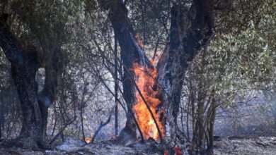 Φωτιά-στο-Λασίθι:-Ισχυρές-δυνάμεις-της-πυροσβεστικής-–-Μήνυμα-του-112