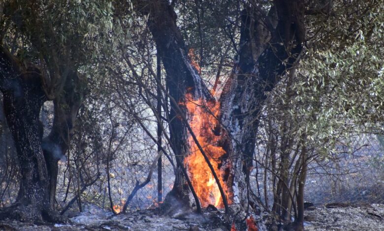 Φωτιά-στο-Λασίθι:-Ισχυρές-δυνάμεις-της-πυροσβεστικής-–-Μήνυμα-του-112