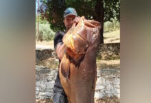 Ψαροντουφεκάς-στον-Βόλο-πήγε-για-ψάρεμα-και-γύρισε-με-ροφό-27-κιλών
