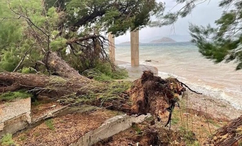 Καιρός:-Δυνατό-μπουρίνι-ξερίζωσε-δέντρα-στα-Μέγαρα-–-Εικόνες-από-το-πέρασμα-της-κακοκαιρίας-και-σε-Κόρινθο,-Γιάννενα