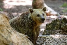Βρετανία:-Αρκουδάκια-το-έσκασαν-από-ζωολογικό-κήπο-και-έτρεξαν-για-μέλι-–-Μετά-το-φαγητό,-επέστρεψαν-στον-χώρο-τους