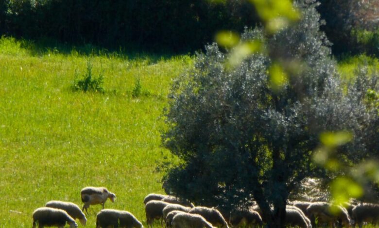 oΠΕΚΕΠΕ:-Ποιες-επιδοτήσεις-μπαίνουν-στον-πάγο-–-Πώς-και-πότε-θα-ξεπαγώσουν