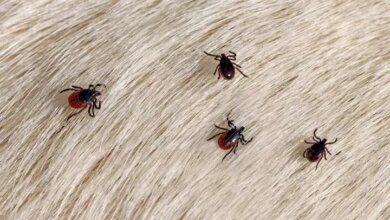 Σοκ-στη-Θεσσαλία:-Θάνατος-από-αιμορραγικό-πυρετό-μετά-από-τσίμπημα-τσιμπουριού