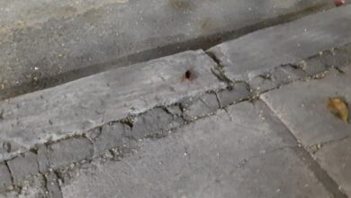 Εισβολή-κατσαρίδων-στον-Βόλο:-Ο-εφιάλτης-«περπατάει»-στους-δρόμους