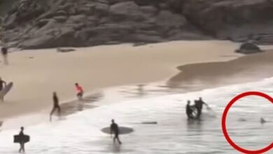 Αυστραλία:-Ήρωας-διασώστης-γρονθοκοπεί-καρχαρία-για-να-σώσει-16χρονο-–-Καρέ-καρέ-η-επίθεση