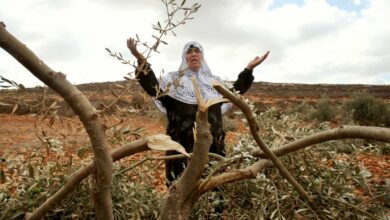 Δυτική-Όχθη:-Εκατοντάδες-ελαιόδεντρα-Παλαιστίνιων-αγροτών-ξερίζωσαν-ισραηλινοί-έποικοι