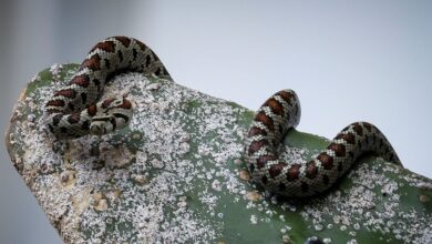 Λαμία:-Εκτός-ΜΕΘ-νοσηλεύεται-ο-16χρονος-που-τον-δάγκωσε-οχιά