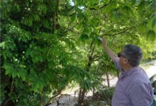 Θεσσαλία:-Συνεχίζεται-η-βιολογική-αντιμετώπιση-της-σφήκας-της-καστανιάς