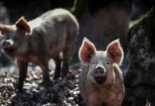 Σέρρες:-Επιβεβαιώθηκε-κρούσμα-Αφρικανικής-πανώλης-των-χοίρων-–-Σε-συναγερμό-οι-Περιφέρειες-της-χώρας