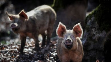 Σέρρες:-Επιβεβαιώθηκε-κρούσμα-Αφρικανικής-πανώλης-των-χοίρων-–-Σε-συναγερμό-οι-Περιφέρειες-της-χώρας