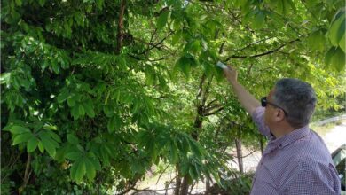 Περιφέρεια-Θεσσαλίας:-Εξαπόλυση-torymus-sinensis-για-τη-σφήκα-της-καστανιάς