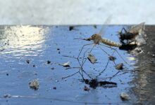 Θεσσαλία-και-Βόρεια-Ελλάδα-στον-…πυρήνα-του-ιού-του-Δυτικού-Νείλου