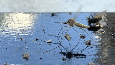 Θεσσαλία-και-Βόρεια-Ελλάδα-στον-…πυρήνα-του-ιού-του-Δυτικού-Νείλου