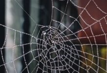 Τρίκαλα:-Στο-νοσοκομείο-άνδρας-που-τσιμπήθηκε-από-αράχνη-«μαύρη-χήρα»