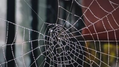 Τρίκαλα:-Στο-νοσοκομείο-άνδρας-που-τσιμπήθηκε-από-αράχνη-«μαύρη-χήρα»