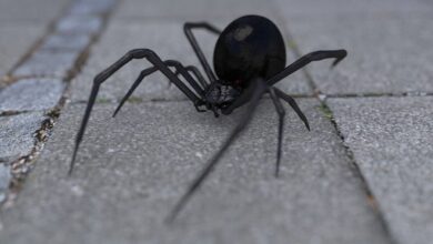 Αράχνη-“μαύρη-χήρα”-τσίμπησε-Τρικαλινό-και-τον-έστειλε-στο-Νοσοκομείο