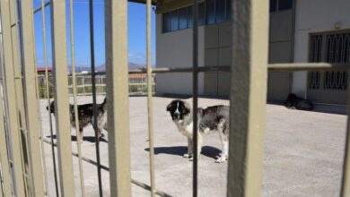 Ηράκλειο:-Χειροπέδες-σε-22χρονη-που-φιλοξενούσε-στο-σπίτι-της-66-σκυλιά