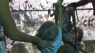 Τέξας:-Χταπόδι-επιτέθηκε-σε-6χρονο-σε-ενυδρείο-–-Γέμισε-μώλωπες-το-χέρι-του