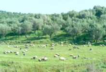 ΟΠΕΚΕΠΕ:-Φάμπρικα-συγγενών-τα-10-άτομα-που-ελέγχονται-στη-Θεσσαλία