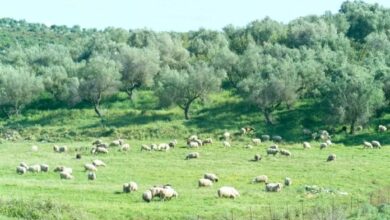 ΟΠΕΚΕΠΕ:-Φάμπρικα-συγγενών-τα-10-άτομα-που-ελέγχονται-στη-Θεσσαλία